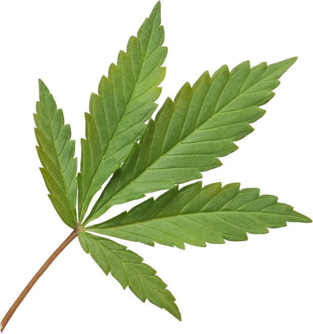 cannabis, hemp leaf cut out on transparent background.